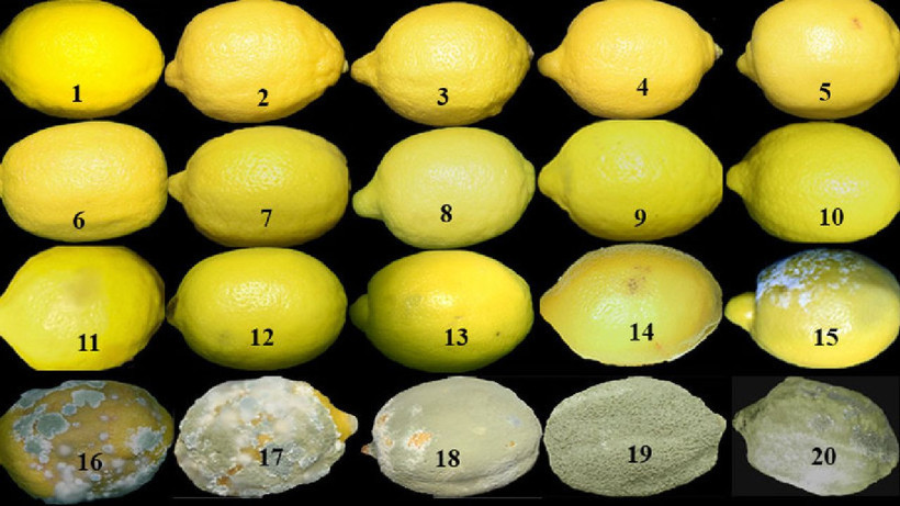 Limonlar küfleniyor mu? Bu tüyo sayesinde aylarca bozulmuyor ve sulu kalıyor - Resim: 4