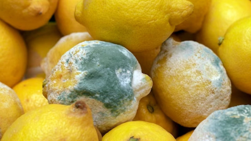Limonlar küfleniyor mu? Bu tüyo sayesinde aylarca bozulmuyor ve sulu kalıyor - Resim: 2
