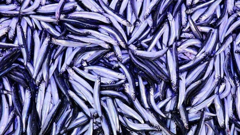 Balığı pişirirken bu yöntemi deneyin. Asla tavaya ve mangala yapışmıyor - Resim: 3