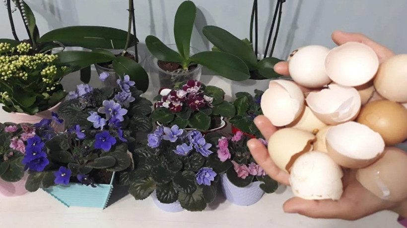 Sütü bu şurupla karıştırarak çiçek dibine 1 çay bardağı ekleyin! Çiçeklerin coşması durmuyor - Resim: 1