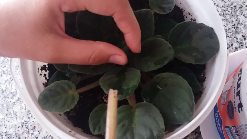 Sütü bu şurupla karıştırarak çiçek dibine 1 çay bardağı ekleyin! Çiçeklerin coşması durmuyor - Resim: 2