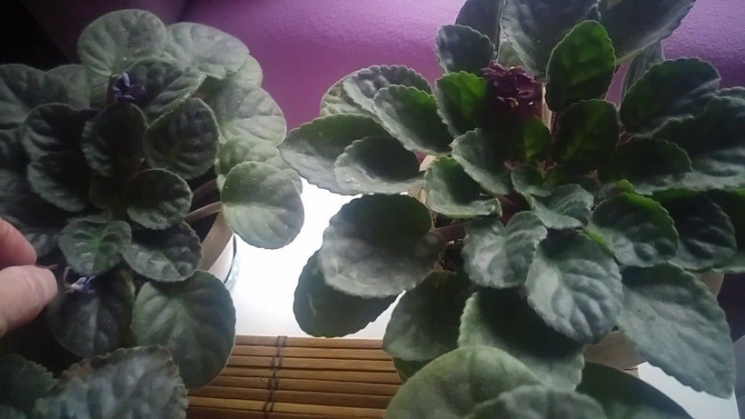 Sütü bu şurupla karıştırarak çiçek dibine 1 çay bardağı ekleyin! Çiçeklerin coşması durmuyor - Resim: 3