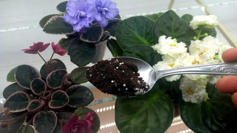 Sütü bu şurupla karıştırarak çiçek dibine 1 çay bardağı ekleyin! Çiçeklerin coşması durmuyor - Resim: 4