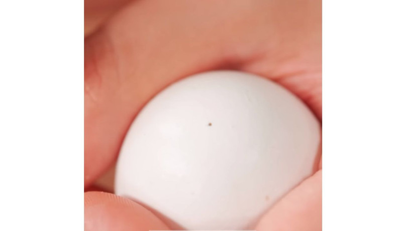 Meğer bu kadar basitmiş. Yumurtayı saniyesinde kabuktan ayıran tüyo - Resim: 2