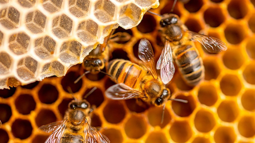 Bal saklarken yapılan hata- Şekerleniyor ve besin değerini yok ediyor - Resim: 4