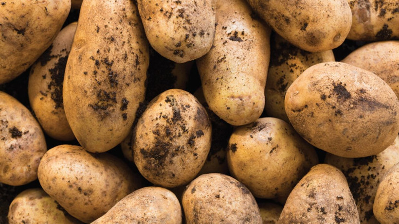 Patatesi böyle saklayın. Aylarca yeşerme ve filizlenme olmuyor - Resim: 2