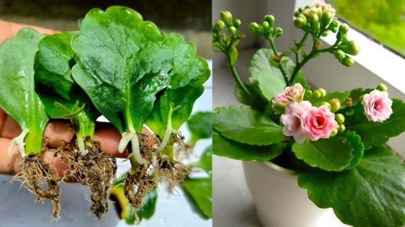 Hemen denemelisiniz. Bir yemek kaşığı toprağa ekince ev botanik bahçe gibi oluyor - Resim: 2