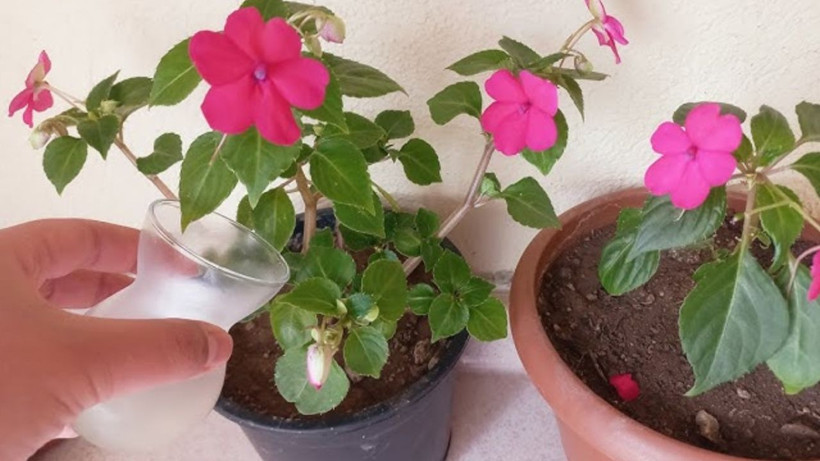 Hemen denemelisiniz. Bir yemek kaşığı toprağa ekince ev botanik bahçe gibi oluyor - Resim: 1