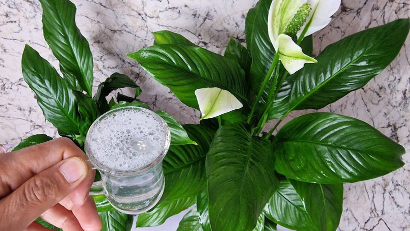 Hemen denemelisiniz. Bir yemek kaşığı toprağa ekince ev botanik bahçe gibi oluyor - Resim: 3