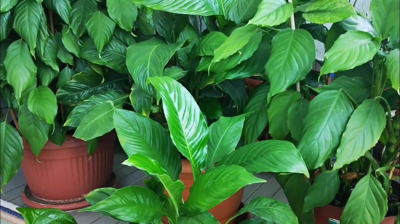 Hemen denemelisiniz. Bir yemek kaşığı toprağa ekince ev botanik bahçe gibi oluyor - Resim: 4