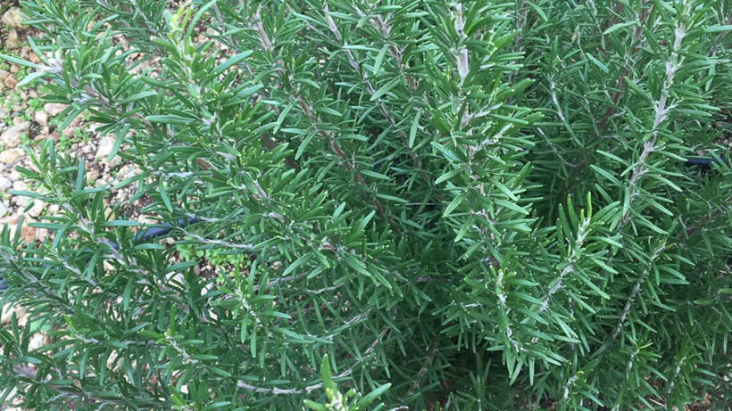 Tatlı kaşığının ucu kadarı bile anında beyne etki ediyor; Her mutfakta olan baharat - Resim: 2