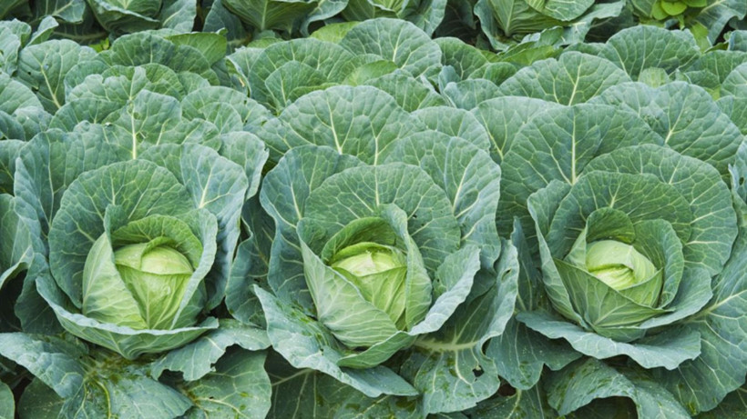 Canan Karatay önerdi- Hep turşusunu yemiştik kavurması da şifalı oluyor - Resim: 3