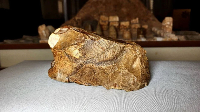 Adıyaman'da bulundu: 15 milyon yıllık balık fosili - Resim: 2