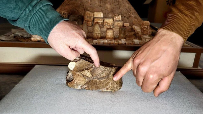 Adıyaman'da bulundu: 15 milyon yıllık balık fosili - Resim: 3