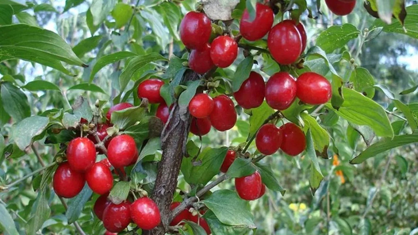 Tüm kanser hücrelerini yok ediyor! Rengi kan kırmızı tadı muhteşem - Resim: 2