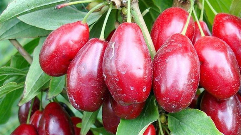 Tüm kanser hücrelerini yok ediyor! Rengi kan kırmızı tadı muhteşem - Resim: 4