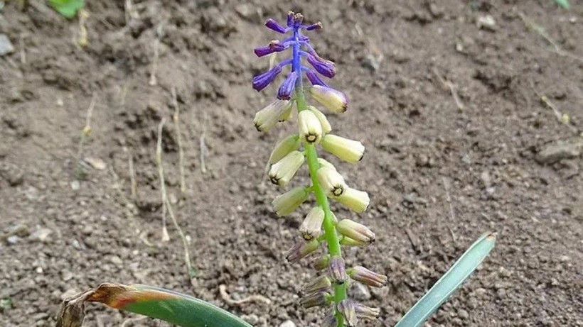 Duyanlar Kayseri’ye gitmek için yola çıktı; Dünyada eşi benzeri yok - Resim: 1