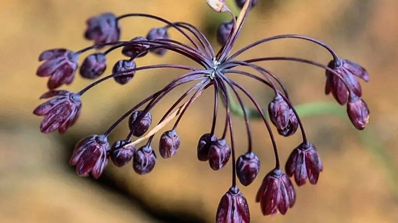 Duyanlar Kayseri’ye gitmek için yola çıktı; Dünyada eşi benzeri yok - Resim: 2