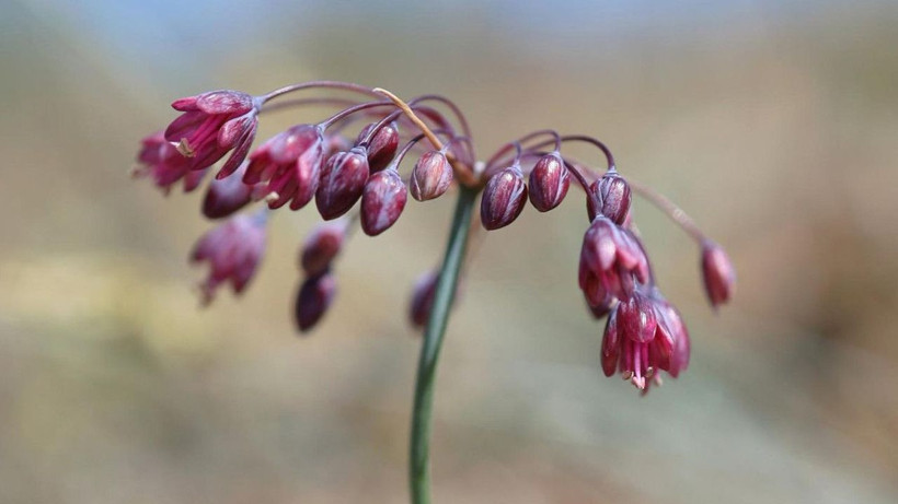 Duyanlar Kayseri’ye gitmek için yola çıktı; Dünyada eşi benzeri yok - Resim: 4