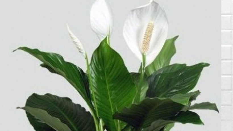 Bunu yaparsanız çiçekleriniz adeta coşacak; İşte evde basitçe hazırlayabileceğiniz kür tarifi - Resim: 1