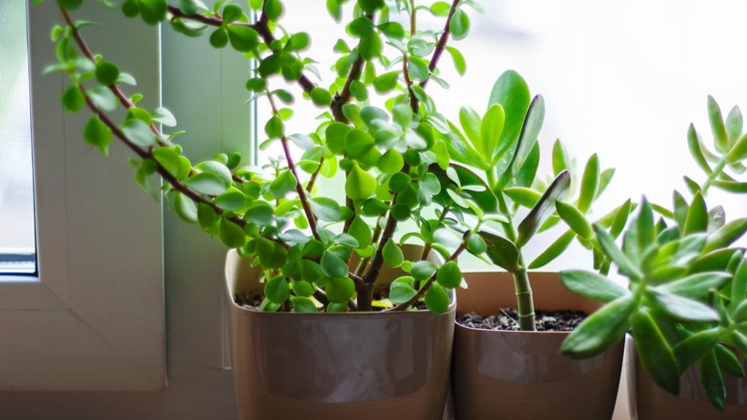 Bunu yaparsanız çiçekleriniz adeta coşacak; İşte evde basitçe hazırlayabileceğiniz kür tarifi - Resim: 2