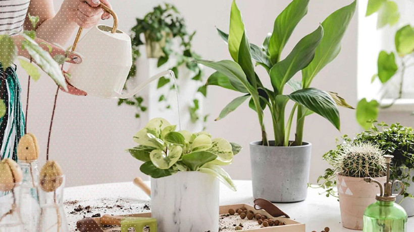 Bunu yaparsanız çiçekleriniz adeta coşacak; İşte evde basitçe hazırlayabileceğiniz kür tarifi - Resim: 3