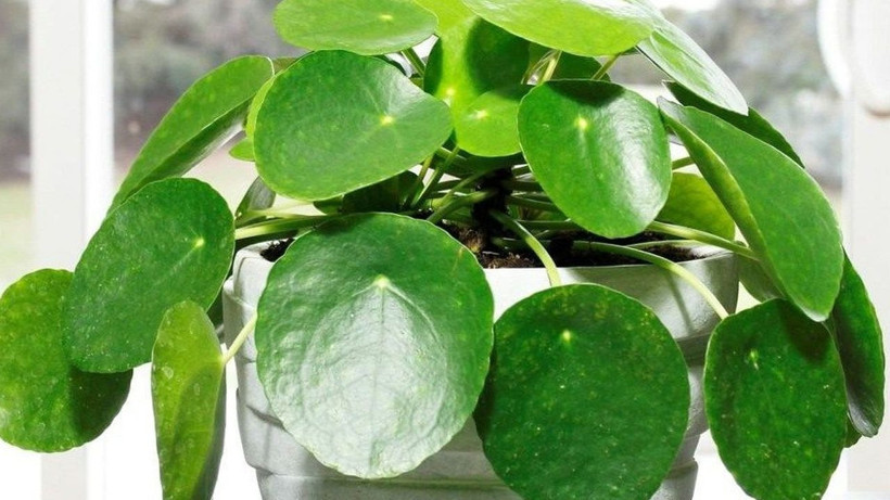 Bunu yaparsanız çiçekleriniz adeta coşacak; İşte evde basitçe hazırlayabileceğiniz kür tarifi - Resim: 4