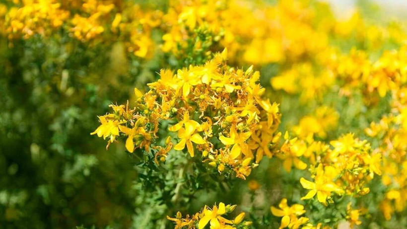 Bir bardak değil sadece 2 damlası bile yetiyor! Faydalarını tükettikçe göreceksiniz - Resim: 3