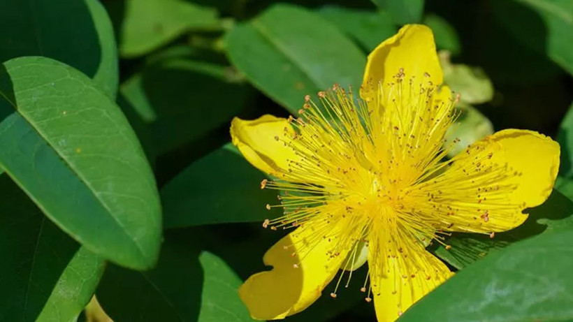 Bir bardak değil sadece 2 damlası bile yetiyor! Faydalarını tükettikçe göreceksiniz - Resim: 4