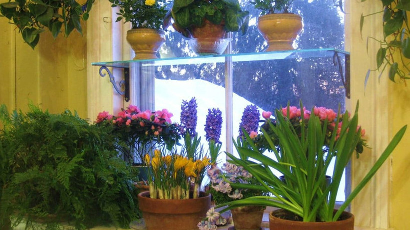 Saksının dibine sadece yarım bardak dökün! Çiçekleriniz orman gibi çoşacak - Resim: 1