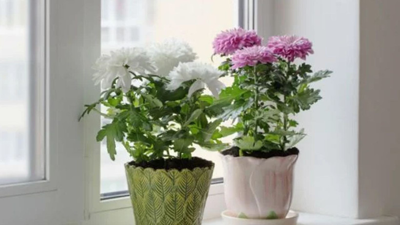 Saksının dibine sadece yarım bardak dökün! Çiçekleriniz orman gibi çoşacak - Resim: 3