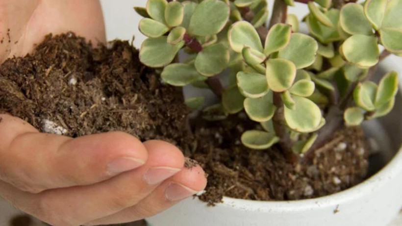 Saksının dibine sadece yarım bardak dökün! Çiçekleriniz orman gibi çoşacak - Resim: 4