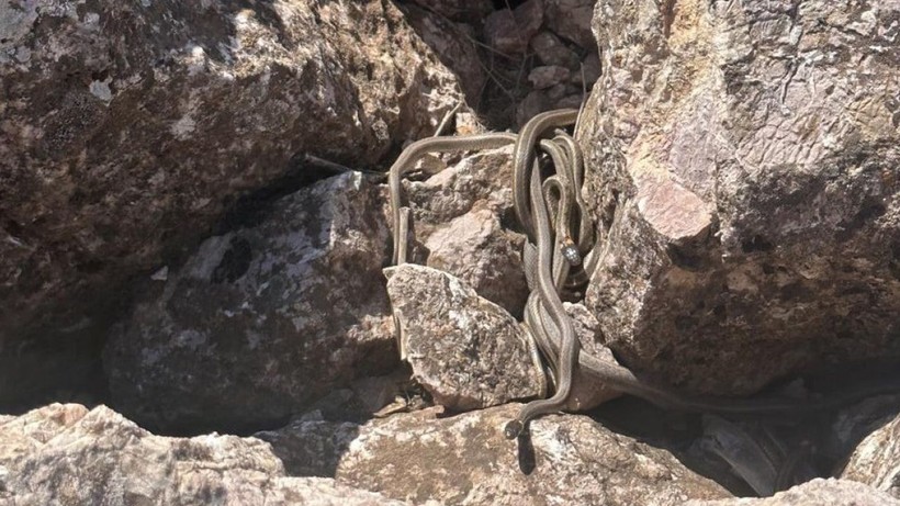Tüm Hakkari'yi tedirgin eden görüntü; Sürü halinde ortaya çıktılar - Resim: 2