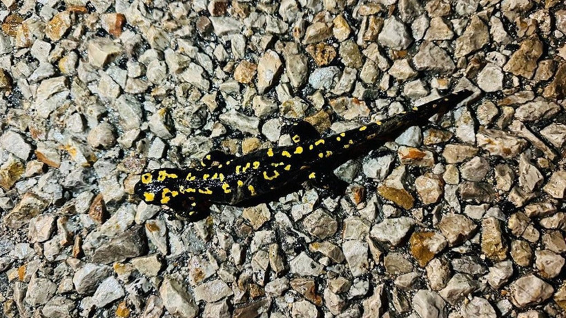 Şırnak'ta 'sarı benekli semender' görüldü - Resim: 3