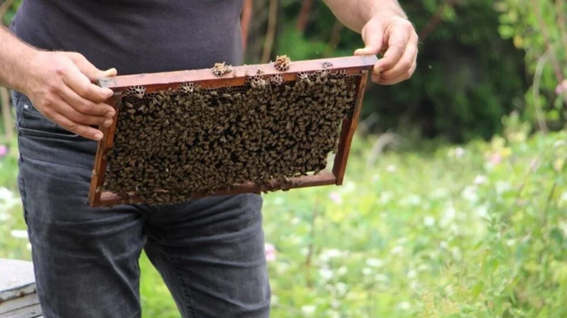 Bal üreticisi atletle arılarına bakım yapıyor - Resim: 4