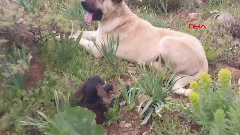 2 gündür kayıp olan Kangal köpeği, yaylada doğum yapan koyunla yavrusunu korurken bulundu - Resim: 2