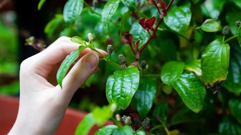 Marmara, Ege ve Akdeniz'de bol bol yetişiyor! Hem kemikleri hem de bağışıklığı güçlendiriyor - Resim: 1