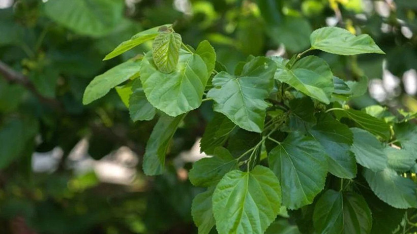 Marmara, Ege ve Akdeniz'de bol bol yetişiyor! Hem kemikleri hem de bağışıklığı güçlendiriyor - Resim: 2