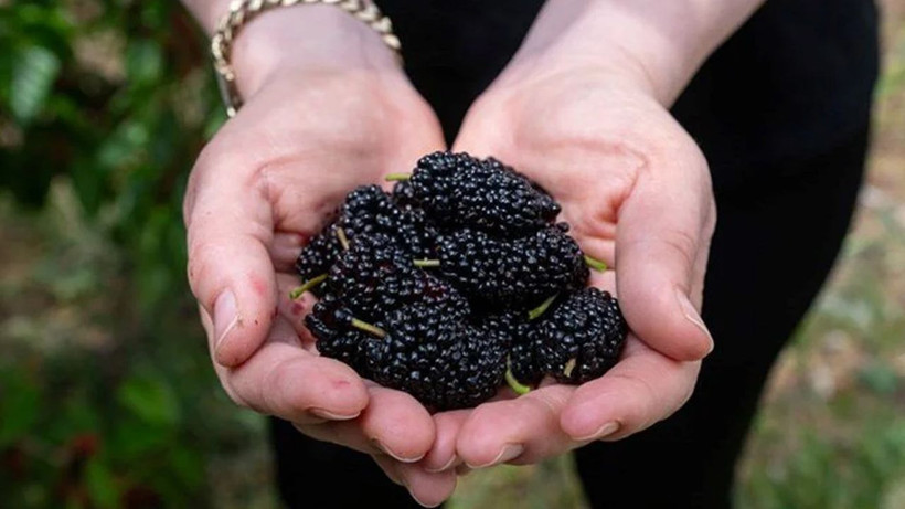 Marmara, Ege ve Akdeniz'de bol bol yetişiyor! Hem kemikleri hem de bağışıklığı güçlendiriyor - Resim: 3