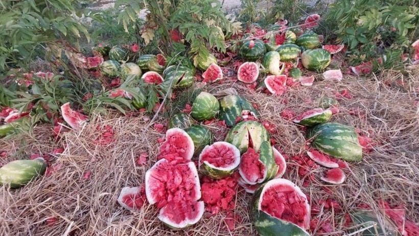 Samsun'da yol kenarına yüzlerce karpuz atıldı - Resim: 3