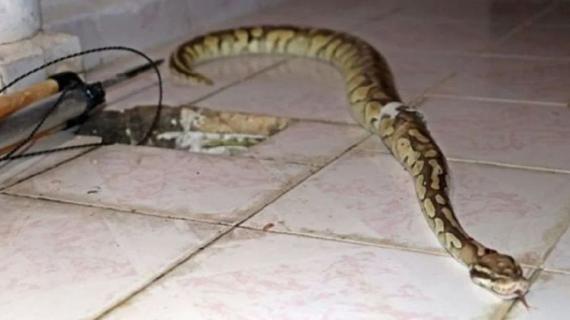 Yılanlar bu renge yaklaşamıyor! Duyan evini aynı renge boyuyor… - Resim: 1