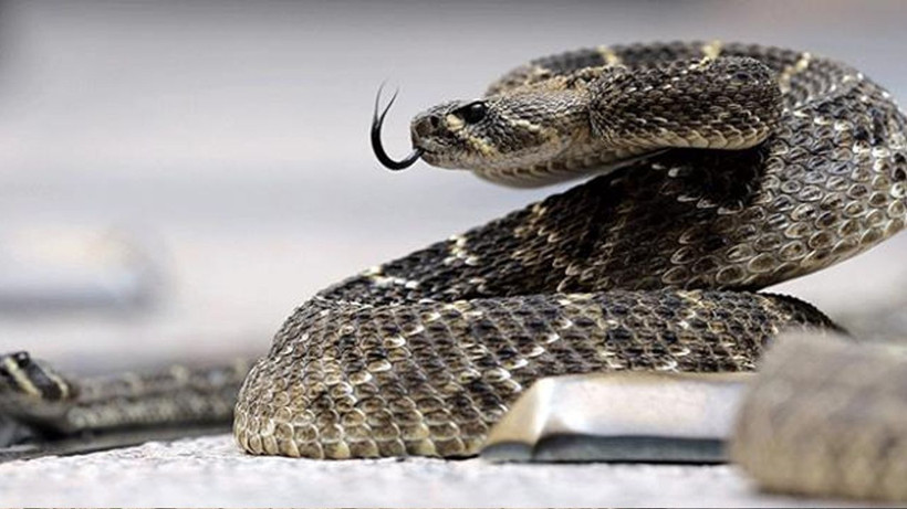 Yılanlar bu renge yaklaşamıyor! Duyan evini aynı renge boyuyor… - Resim: 4