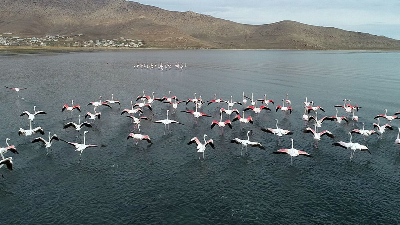 ‘Flamingolar bu yıl geç geldiler ama çok geldiler’ - Resim: 1