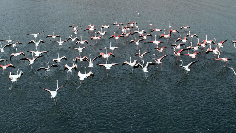 ‘Flamingolar bu yıl geç geldiler ama çok geldiler’ - Resim: 2