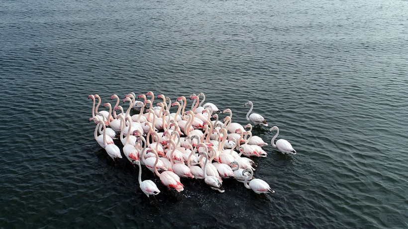 ‘Flamingolar bu yıl geç geldiler ama çok geldiler’ - Resim: 3