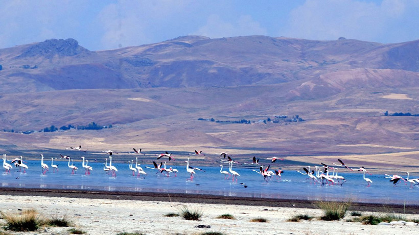 ‘Flamingolar bu yıl geç geldiler ama çok geldiler’ - Resim: 4