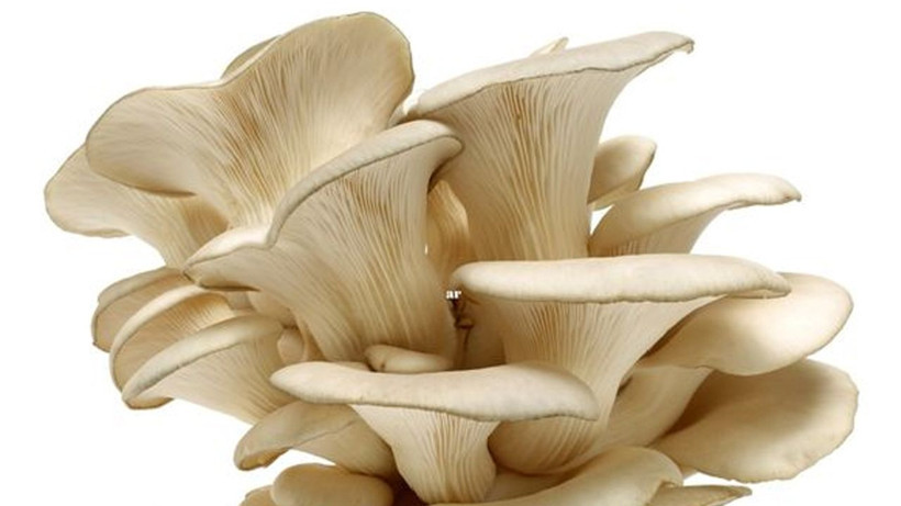 Ne et ne de tavuk sofraların vazgeçilmezi oldu! Adeta protein deposu - Resim: 1