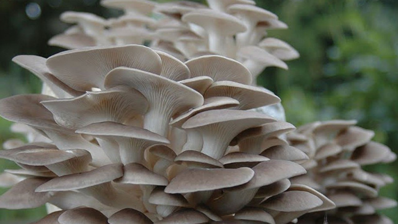 Ne et ne de tavuk sofraların vazgeçilmezi oldu! Adeta protein deposu - Resim: 3