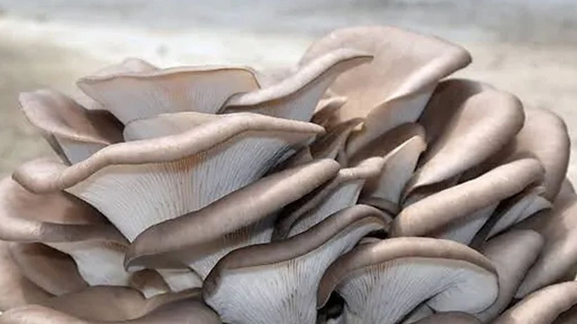 Ne et ne de tavuk sofraların vazgeçilmezi oldu! Adeta protein deposu - Resim: 4