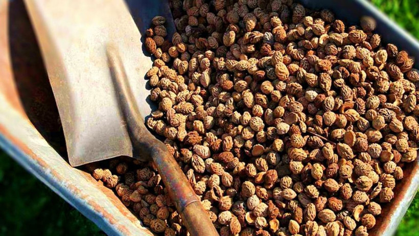 Hiç yılmadan kaynatıp bardak bardak için; Kalp damar sağlığınız için bunu yapın - Resim: 2